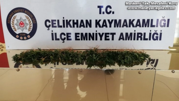 Çelikhan'da kenevir bitkisi ele geçirildi