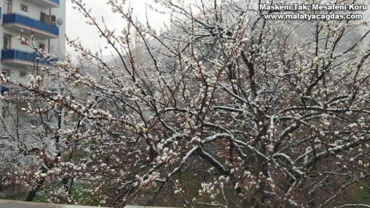 Çiçek açan kayısı ağaçları beyaza büründü, çiftçiyi telaş sardı