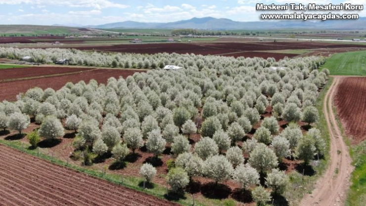 Çiçek açan vişne ağaçları görsel ziyafet sundu