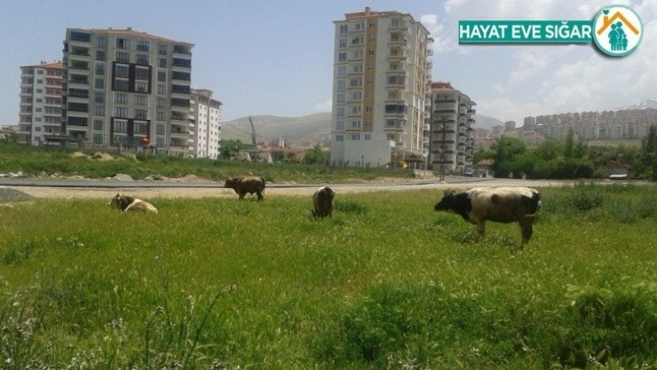 Proje başvuruları 7 Temmuz'a uzatıldı