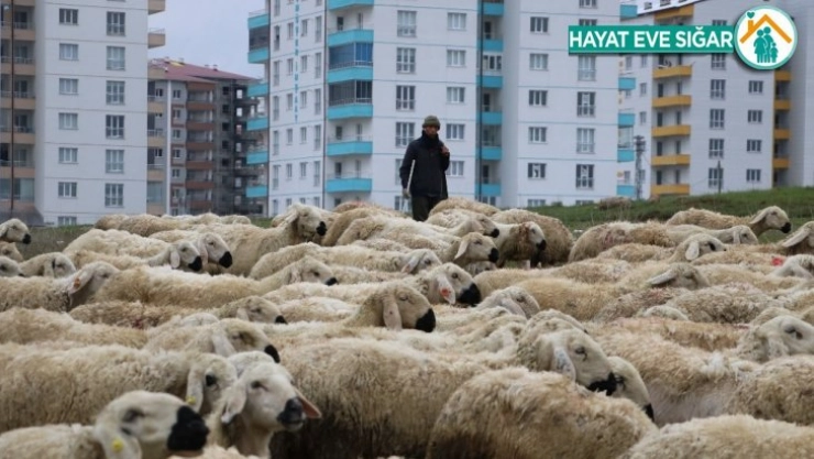 Çobanlar 1 Mayıs'ta da çalışmaya devam etti