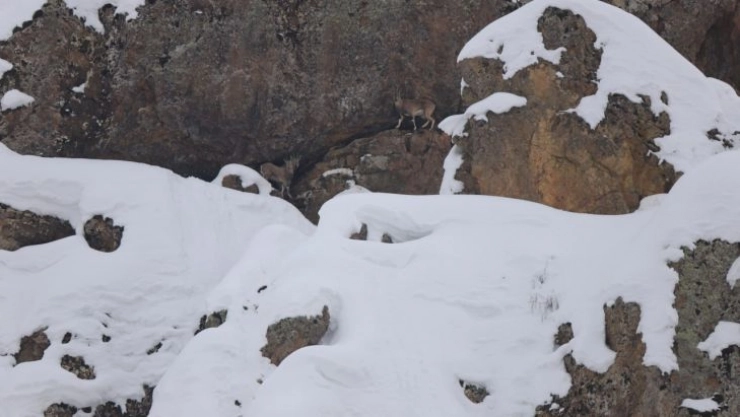Dağ keçileri için 250 kilo otu doğaya bıraktılar