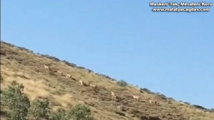 Dağ keçileri sürü halinde görüntülendi