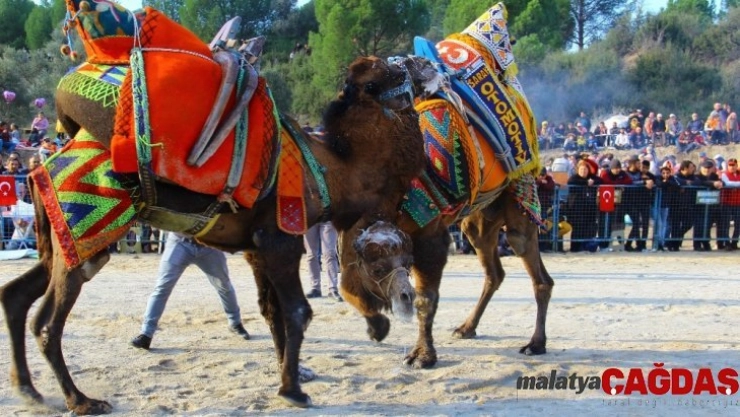 Değişen iklimler develerin kimyasını bozdu
