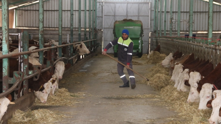 Deprem bölgesi Malatya'da yetiştiricilere hayvan dağıtımı tamamlandı