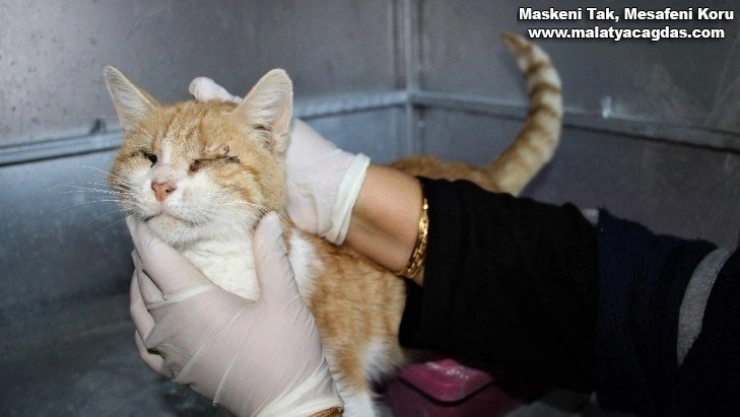 Depremde 2 kedi gözlerini kaybetti, şimdi sıcak yuva bekliyor