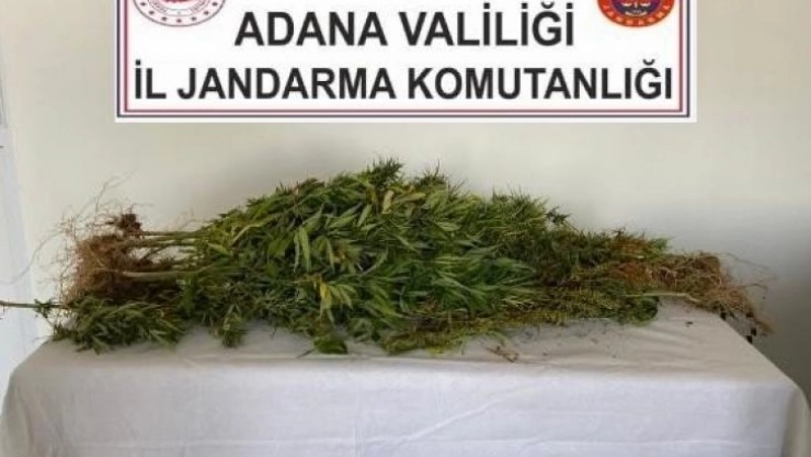 Dere yatağında kenevir yetiştirmiş