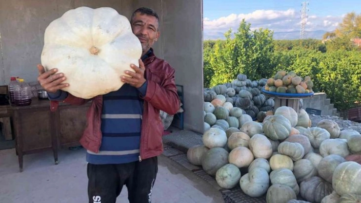 Dev bal kabaklarını satmaya kıyamadı