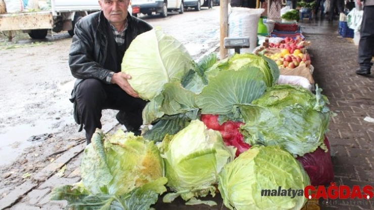 Dev lahana görenleri şaşırttı