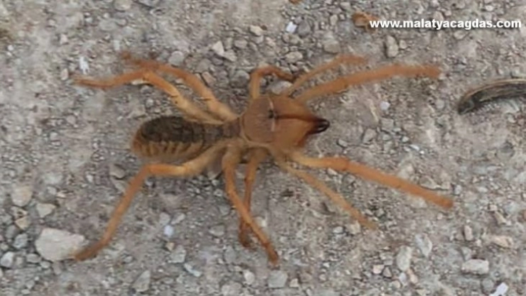 Dev örümcek paniğe neden oldu