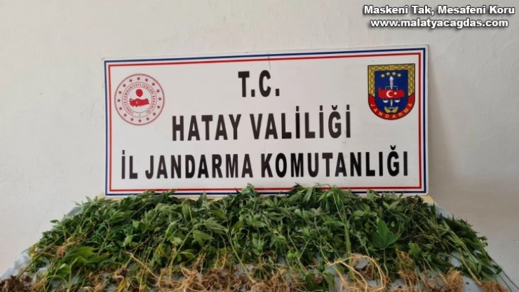 Devriye atan jandarma ekibi, zeytinlikte Hint keneviri buldu