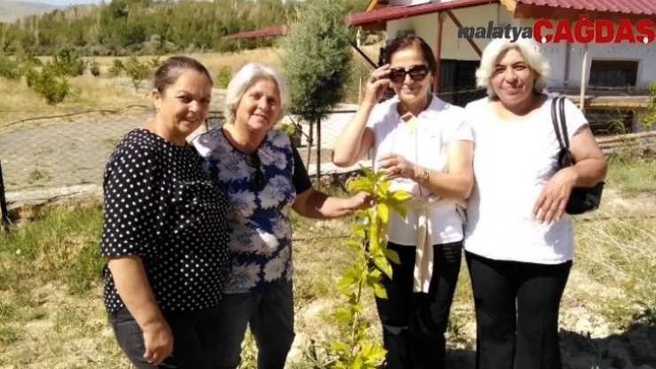 Divriği'de yeniden ipek üretimi için kollar sıvandı