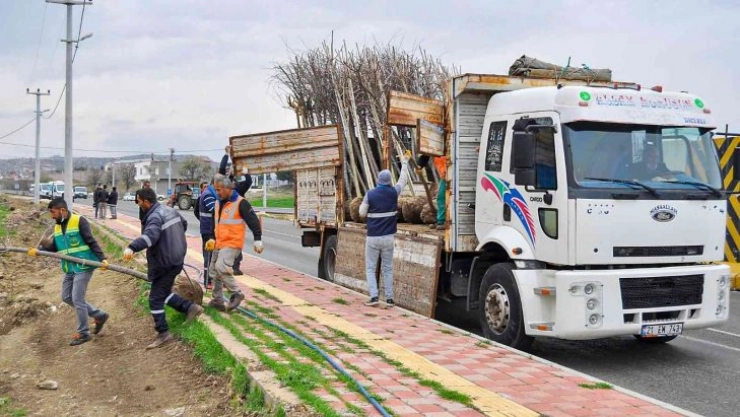Diyarbakır'da daha yeşil bir alan için 60 bin ağaç dikilecek