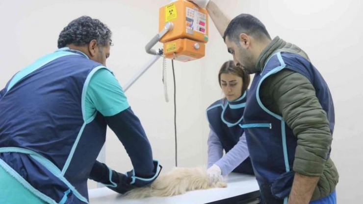Diyarbakır'daki hayvan hastanesi, bölgede yabani ve evcil hayvanlara sağlık üssü oldu