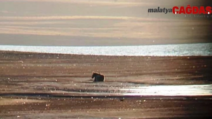 Doğa Koruma ekipleri bölgede ilk kez görülen yavru ayıyı yaşam alanına götürdü
