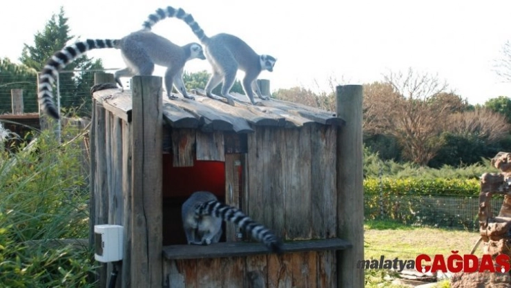 Doğal Yaşam Parkı hayvanlarına doğal gazlı ısıtma