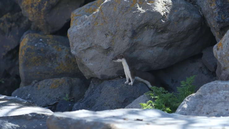 Doğanın Sessiz Sakinleri: Kars'ta Gelincik Sürprizi