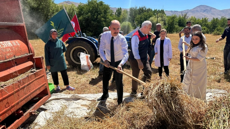 Doğanşehir'de Karabuğday Deneme Ekimi Başarılı Hasatla Sonuçlandı