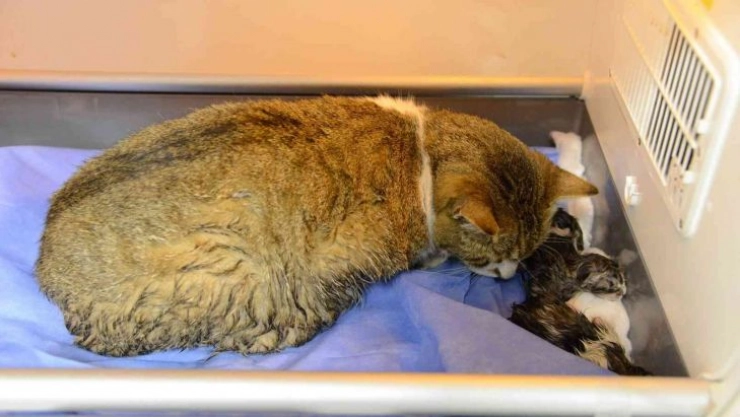 Doğum yapmakta zorlanan kediye sezaryen yapıldı