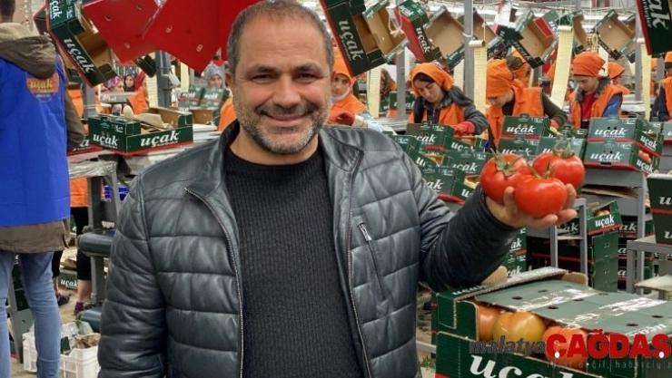 Domatesi arılar üretiyor, hormon söylentileri tarihe karışıyor