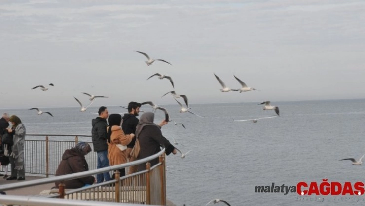 Doyumsuz manzarada Martıların ekmek kavgası