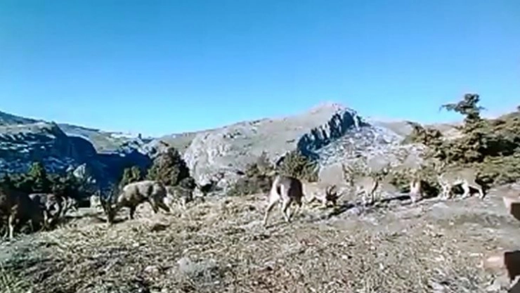 Elazığ'da 11 aylık yaban hayatı fotokapanlara yansıdı