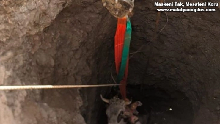 Elazığ'da 14 metrelik kuyuya düşen gebe inek, 1 saatlik çalışmayla kurtarıldı