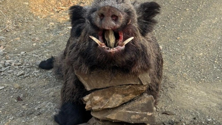 Elazığ'da avcılar 200 kiloluk domuz avladı