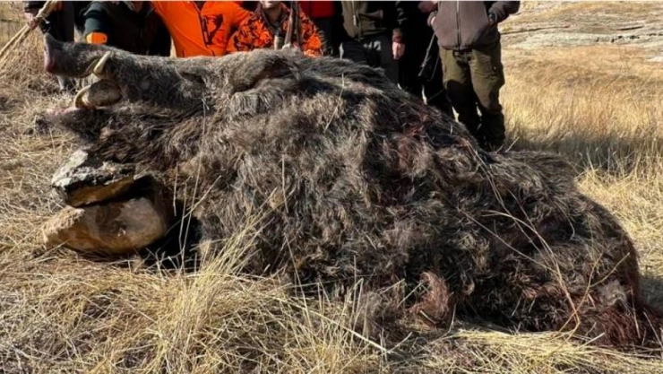 Elazığ'da avcılar 250 kiloluk domuz avladı