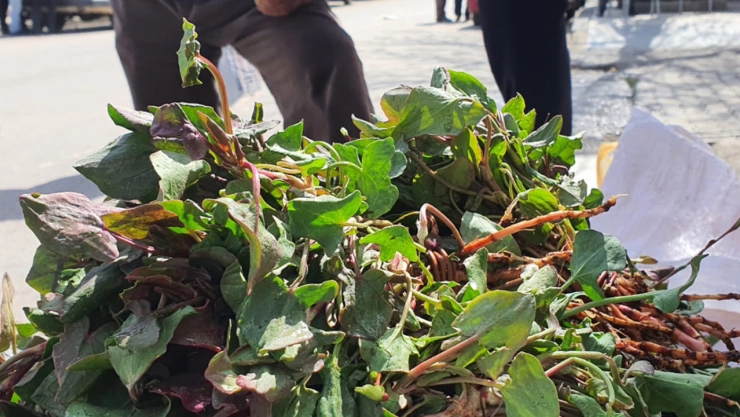 Elazığ'da bu yılın ilk kuzu kulağı tezgahlardaki yerini aldı