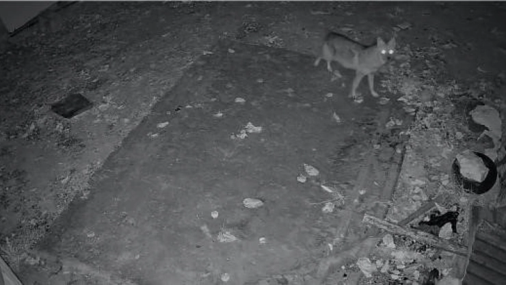 Elazığ'da evin etrafında yiyecek arayan çakal kamerada