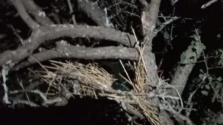 Elazığ'da kaçak avcı denetiminde bıldırcın sesi çıkaran cihaz ele geçirildi