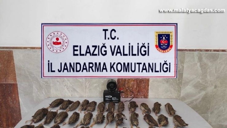 Elazığ'da kaçak bıldırcın avına 8 bin 220 lira ceza