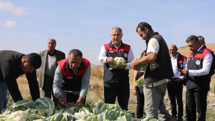 Elazığ'da karnabahar hasadı başladı