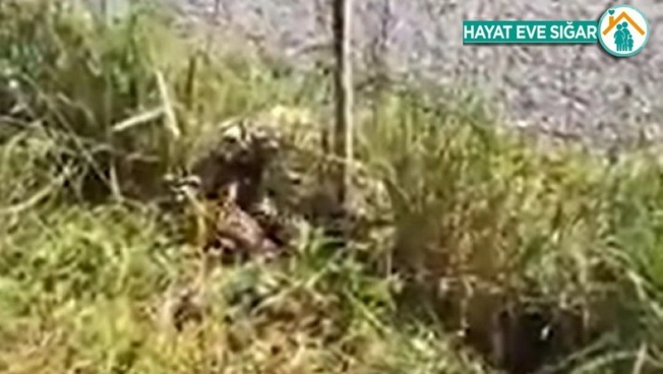 Elazığ'da Kırmızı Liste'de korunan alaca sansar ailesi görüntülendi