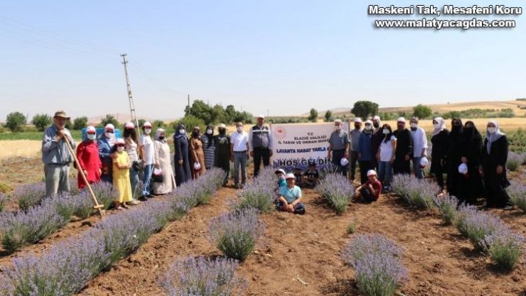 Elazığ'da lavanta hasadı gerçekleşti