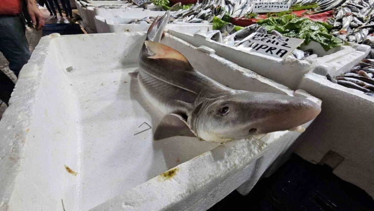 Elazığ'da satışa çıkarılan köpek balığı ilgi odağı oldu