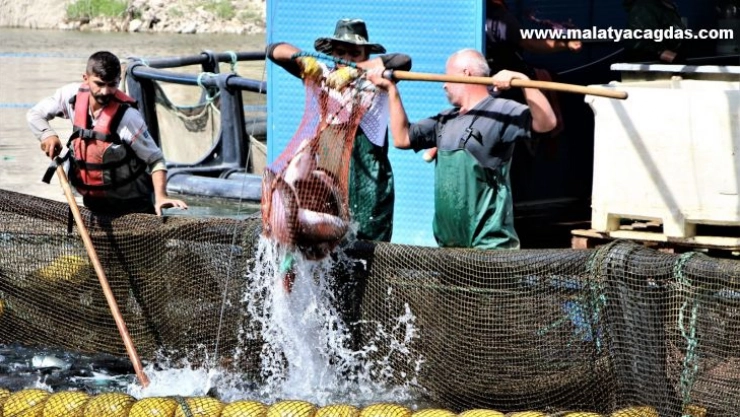 Elazığ'da üretilen 21 bin ton alabalık, Rusya, Almanya, Hollanda ve 25 Avrupa ülkesine ihraç ediliyor