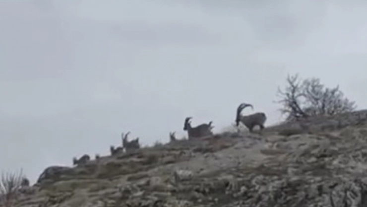 Elazığ'da yaban keçileri sürü halinde görüntülendi