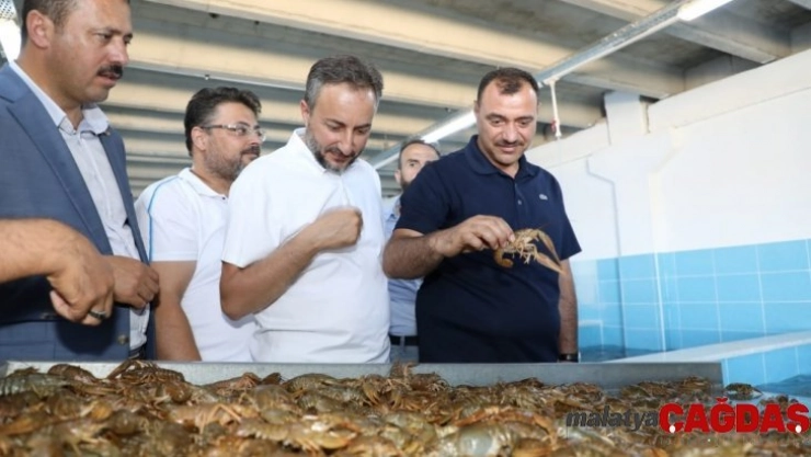 Elazığ'dan dünya pazarına kerevit, kilosu 100 TL