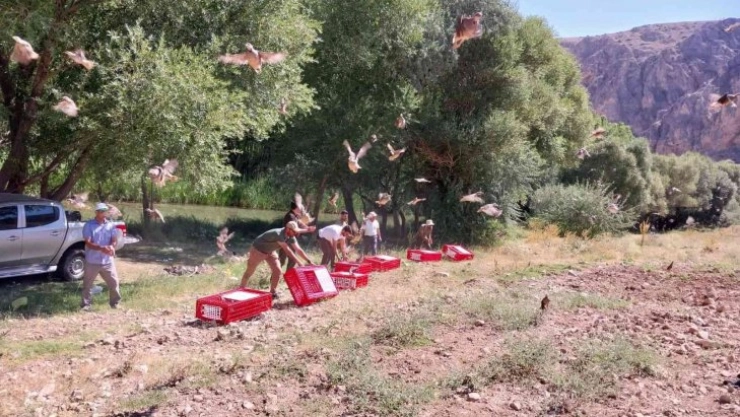 Elbistan'da 525 adet kınalı keklik doğaya salındı