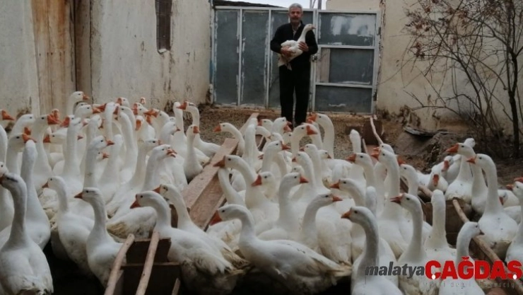 Emekli oldu Kaz yetiştirmeye başladı