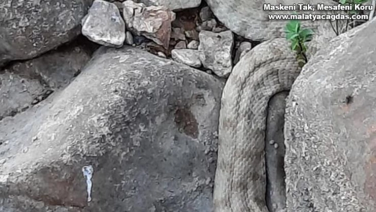 En zehirli türler arasında yer alıyor, o ilde görüldü