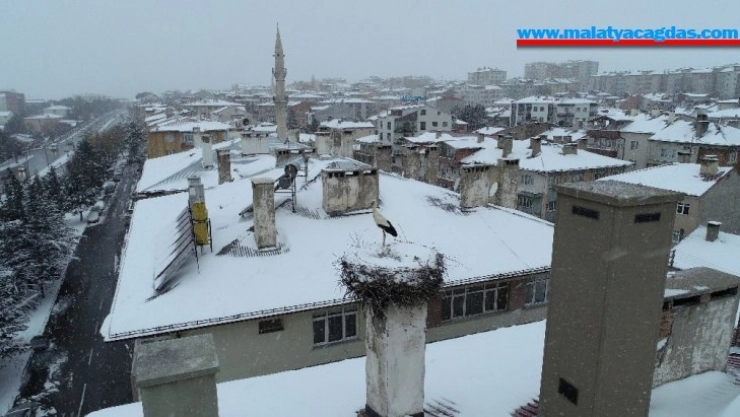 Erken göçen leylek kar sürprizi yaşadı