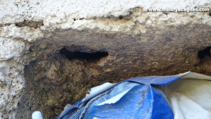 Eşek arıları, Kozan'da arıcıların ve vatandaşların kabusu oldu