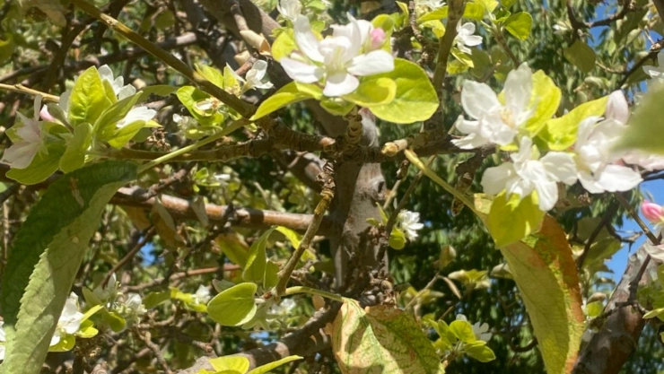 Eylül Ortasında Elma Çiçek Açtı