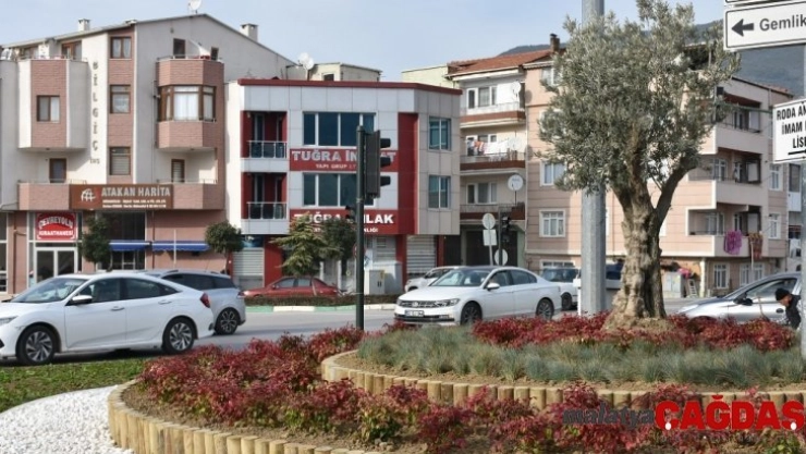 Gemlik'te refüjler zeytinle renkleniyor