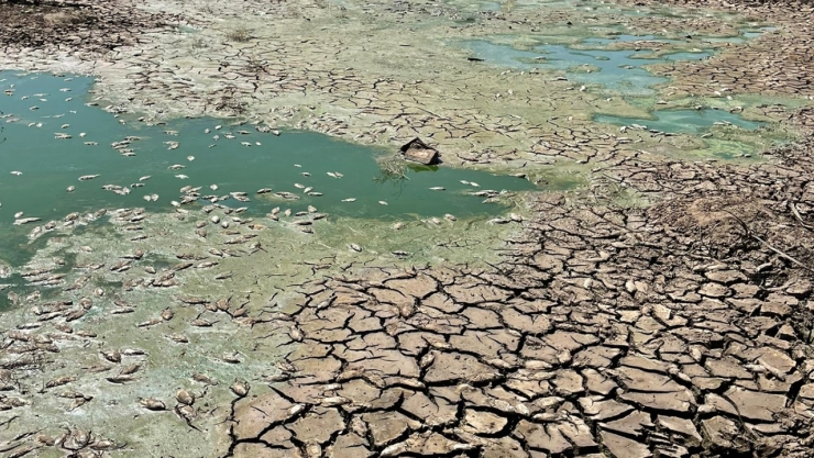 Gölet kurudu, balıklar telef oldu