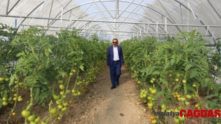 Gürpınar'da hasat zamanı