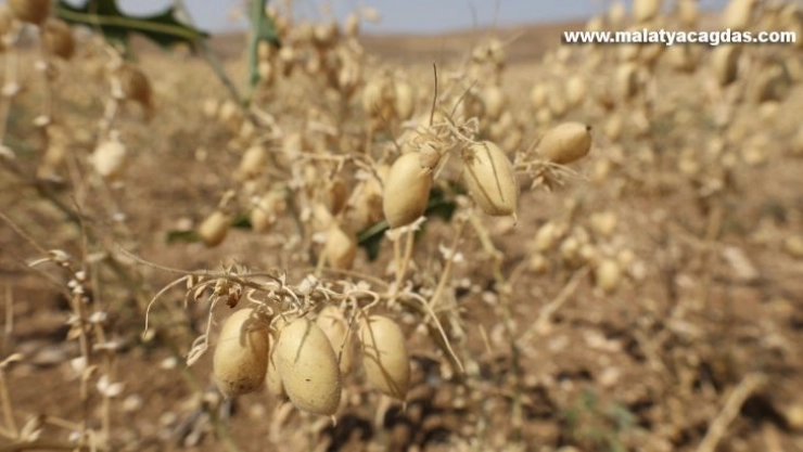 Gürün'de ilk defa ekilen Azkan çeşidi nohudun hasadı yapıldı